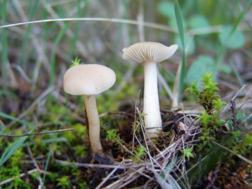 Clitocybe-candicans-Pers.-P.-Kumm.-DSC02130