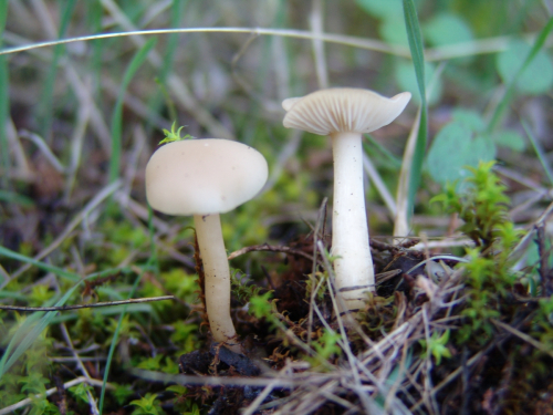 Clitocybe-candicans-Pers.-P.-Kumm.-DSC02131