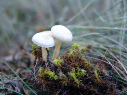 Clitocybe-candicans-Pers.-P.-Kumm.-DSC02132