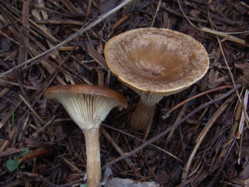 Clitocybe-costata-Kuhner-Romagn.-DSC03373