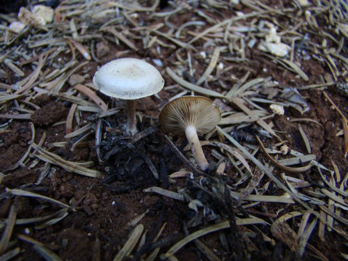 Clitocybe-dealbata-Sowerby-Gillet-DSC03916