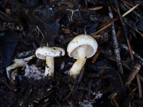 Clitocybe-erubescens-Velen.-DSC03755