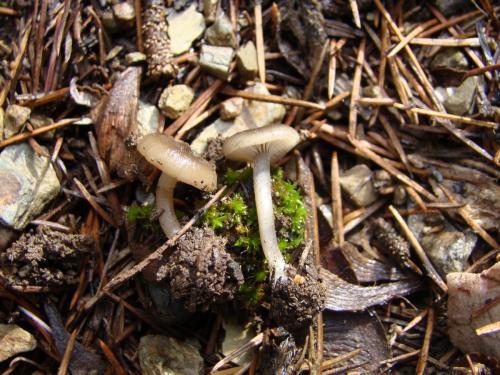 Clitocybe-foetens-Melot-DSC03203