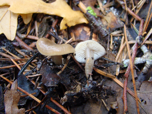 Clitocybe-foetens-Melot-DSC03257
