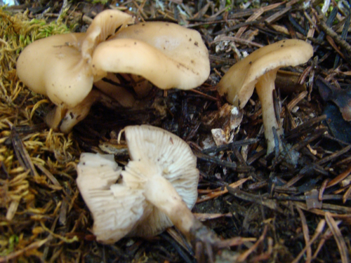 Clitocybe-foetens-Melot-DSC03485