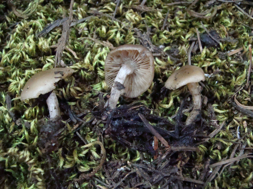 Clitocybe-foetens-Melot-DSC03562
