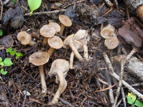Clitocybe-foetens-Melot-DSC05057