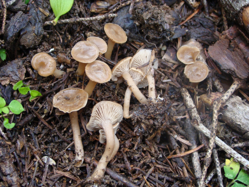 Clitocybe-foetens-Melot-DSC05058
