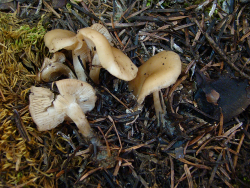 Clitocybe-foetens-melot-DSC03484