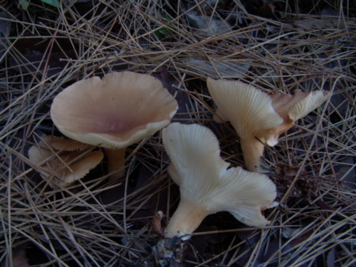 Clitocybe-gibba-Pers.-P.-Kumm.-DSC03219