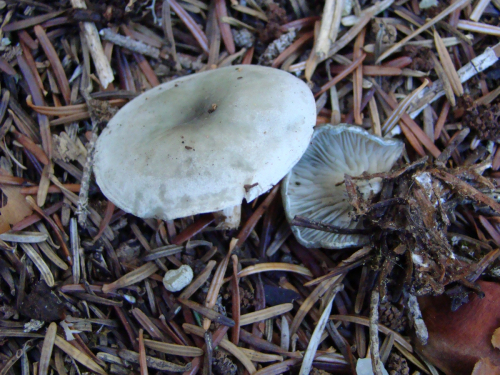 Clitocybe-odora-Bull.-P.-Kumm.-DSC00197