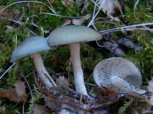 Clitocybe-odora-Bull.-P.-Kumm.-DSC02114