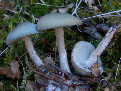 Clitocybe-odora-Bull.-P.-Kumm.-DSC02115