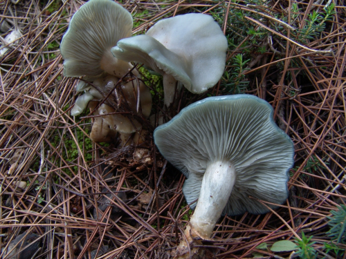 Clitocybe-odora-Bull.-P.-Kumm.-DSC03025