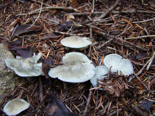 Clitocybe-odora-Bull.-P.-Kumm.-DSC03340