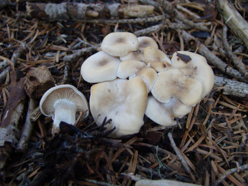 Clitocybe-phyllophila-Pers.-P.-Kumm.-DSC03170