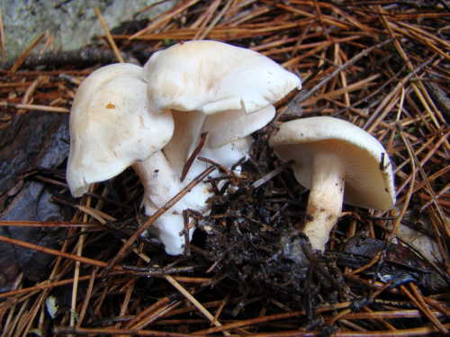 Clitocybe-phyllophila-Pers.-P.-Kumm.-DSC03240
