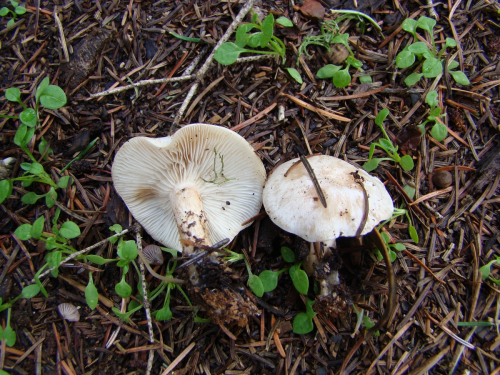 Clitocybe-phyllophila-Pers.-P.-Kumm.-DSC03339
