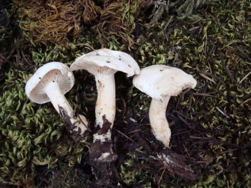 Clitocybe-phyllophila-Pers.-P.-Kumm.-DSC03563