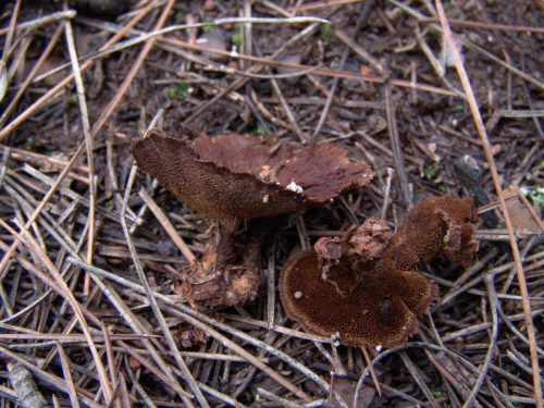 Coltricia-perennis-L.-Murrill-DSC03103