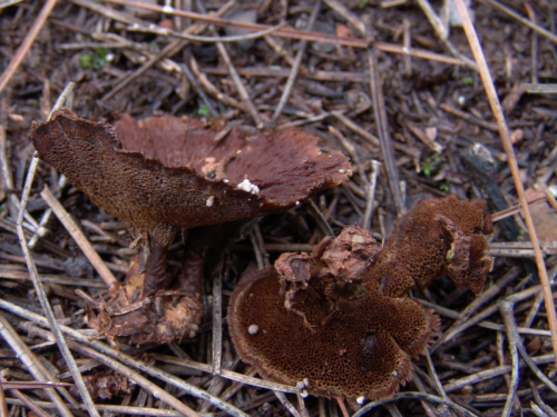 Coltricia-perennis-L.-Murrill-DSC03104