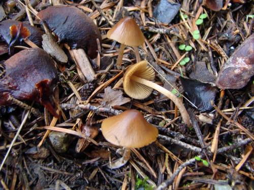 Conocybe-pallidospora-Kuhner-Watling-DSC03224
