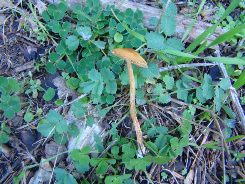 Conocybe-pilosella-Pers.-Kuhner-DSC03597