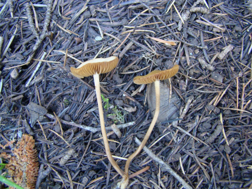 Conocybe-rickeniana-P.D.-OrtonDSC03658