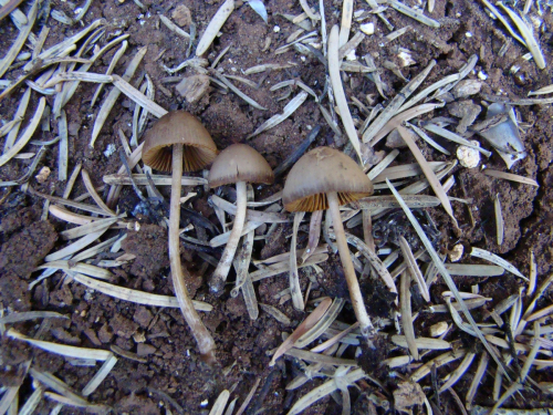 Conocybe-siennophylla-Berk.-Broome-Singer-DSC03915