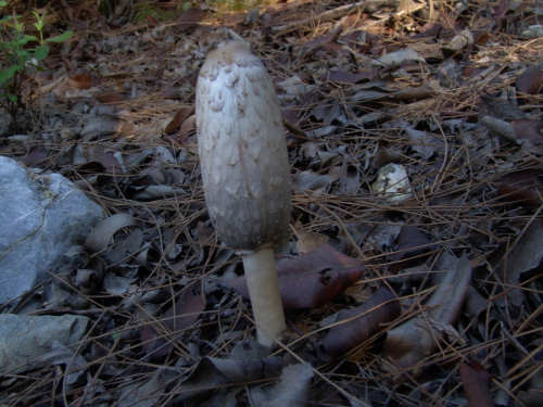 Coprinus-comatus-O.F.-Mull.-Pers.-DSC03222