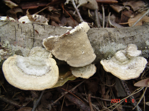 Coriolopsis-gallica-Fr.-Ryvarden-DSC03745
