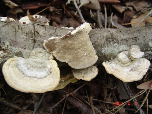 Coriolopsis-gallica-Fr.-Ryvarden