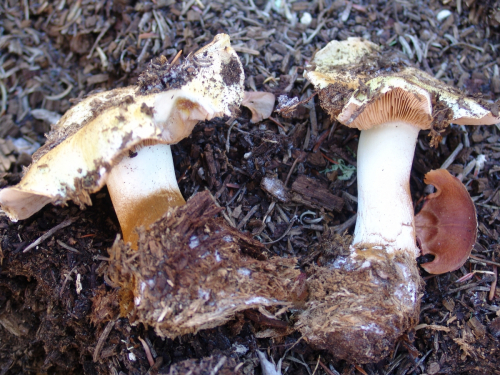 Cortinarius-elegantissimus-Rob.-Henry-DSC01870-96