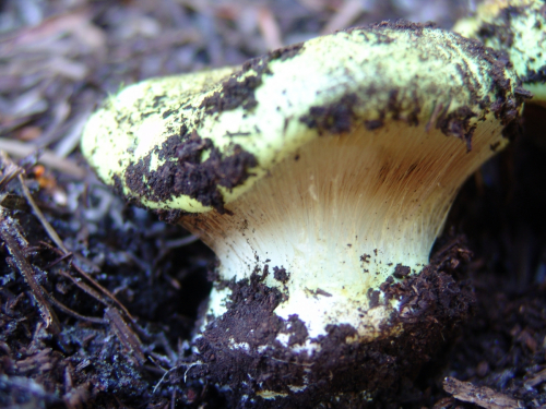 Cortinarius-elegantissimus-Rob.-Henry-DSC01878-104 (1)