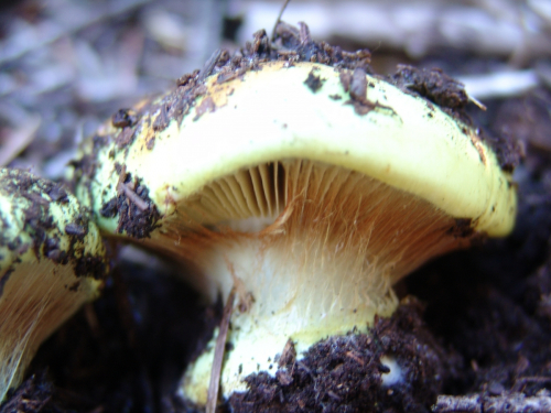 Cortinarius-elegantissimus-Rob.-Henry-DSC01879-105