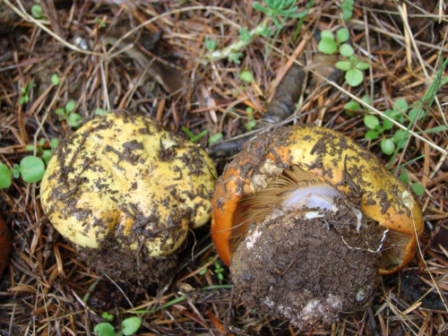 Cortinarius-elegantissimus-Rob.-Henry-DSC03212