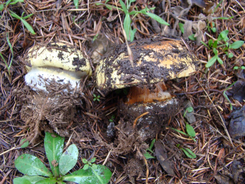 Cortinarius-elegantissimus-Rob.-Henry-DSC03214