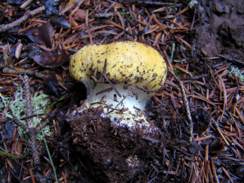Cortinarius-elegantissimus-Rob.-Henry-DSC03298