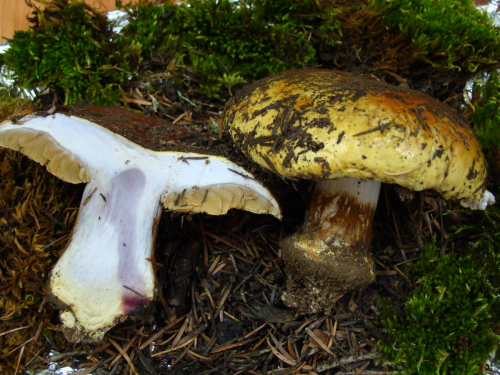 Cortinarius-elegantissimus-Rob.-Henry-DSC03457