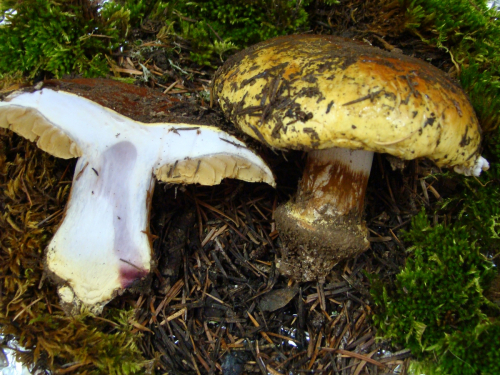 Cortinarius-elegantissimus-Rob.-Henry-DSC03458