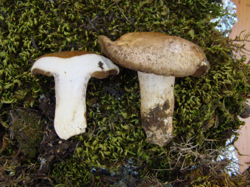 Cortinarius-infractus-Berk.-DSC03542