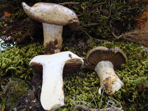 Cortinarius-infractus-Berk.-DSC03543