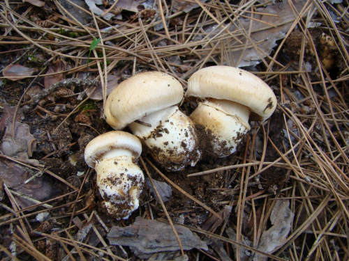 Cortinarius-latus-Pers.-Fr.-var.-latus-DSC03114