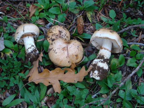 Cortinarius-latus-Pers.-Fr.-var.-latus-DSC03197