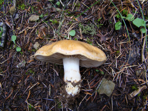 Cortinarius-latus-Pers.-Fr.-var.-latus-DSC03369