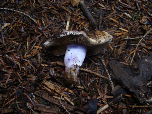 Cortinarius-mucifluoides-Rob.-Henry-f.-mucifluoides-DSC05086
