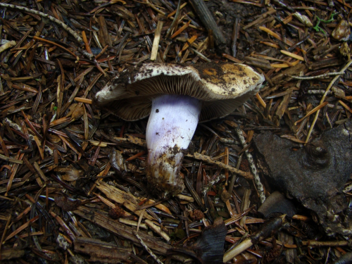 Cortinarius-mucifluoides-Rob.-Henry-f.-mucifluoides-DSC05087