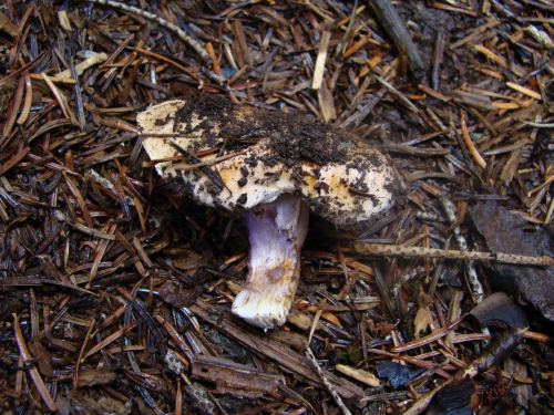 Cortinarius-mucifluoides-Rob.-Henry-f.-mucifluoides-DSC05088
