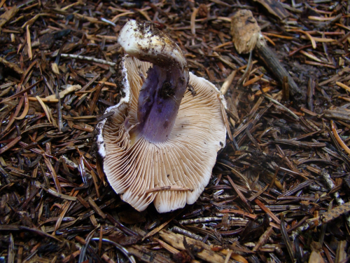 Cortinarius-mucifluoides-Rob.-Henry-f.-mucifluoides-DSC05089