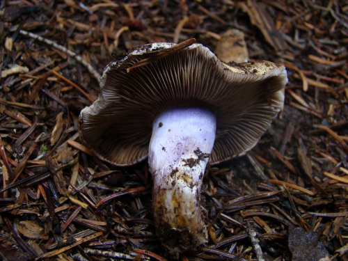 Cortinarius-mucifluoides-Rob.-Henry-f.-mucifluoides-DSC05090